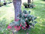 10210Fuchsien